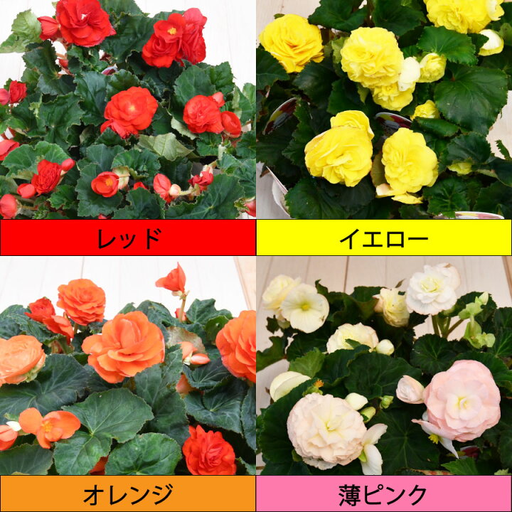楽天市場 球根ベゴニア フォーチュンベゴニア3 5号ポット苗 Fleur Town 吉本花城園