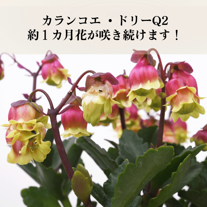 楽天市場 カランコエ ドリー Q2 八重咲き ウェンディの新品種 多肉植物 4号鉢 Fleur Town 吉本花城園