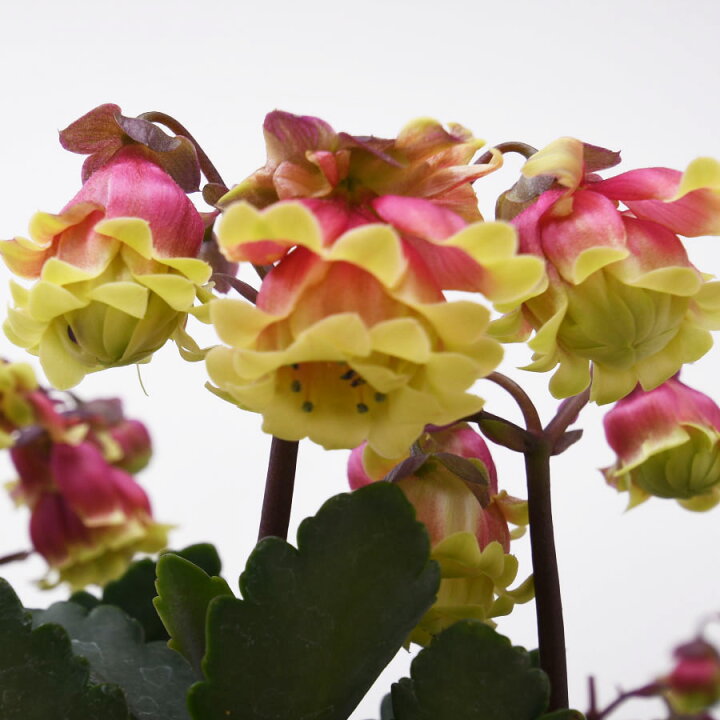 楽天市場 カランコエ ドリー Q2 八重咲き ウェンディの新品種 多肉植物 4号鉢 Fleur Town 吉本花城園