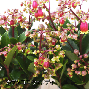 生花 カランコエ 多肉植物 生花の人気商品 通販 価格比較 価格 Com