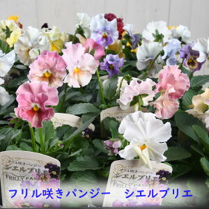 VGuG 3|bgZbg t炫 pW[ y1112{oׁz ԐF܂ ԓaIWi rI ԕc ~̉Ԓd