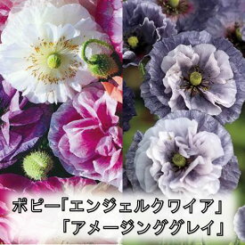 ポピー 【予約品2月中旬から発送】 「エンジェルクワイア」 「アメージンググレイ」 1ポット 【希少】 9cm ポット苗 花壇 寄せ植え 見元園芸さん育苗