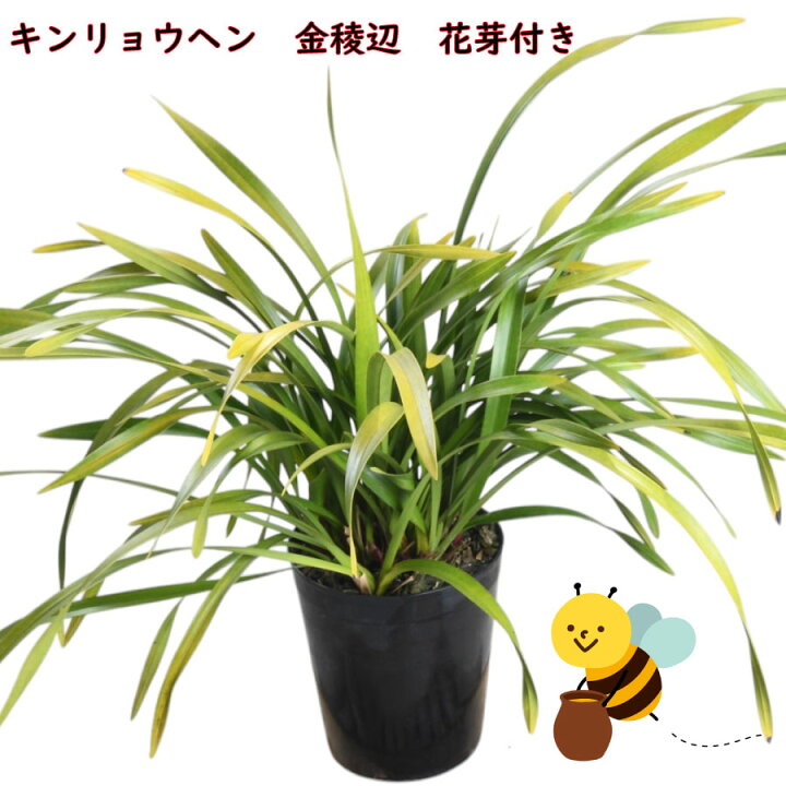 楽天市場】キンリョウヘン 金稜辺 ミツバチを呼ぶ 6号鉢 花芽付き 2026 