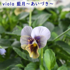 k| IWirI  Â y112020̔z 3.5|bgc 󏭕i ~̃K[fjO 񂹐A