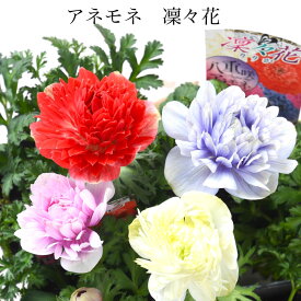 アネモネ 凜々花 完全 八重咲き 球根植物 大輪花 赤 青 白 冬の花 ガーデニング 寄せ植えに