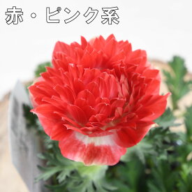 アネモネ 凜々花 完全 八重咲き 球根植物 大輪花 赤 青 白 冬の花 ガーデニング 寄せ植えに