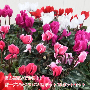 K[fVN ~jVN ԕc 12|bg 24|bg Zbg 3 |bgc@ԐF܂~bNX