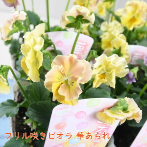 t炫rI ؂ ԓai y2025Nׁz IWi  rI ԕc 񂹐A K[fjO