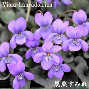 tX~ rI uhJ 3.5|bg X~ N h ɋ t ݂