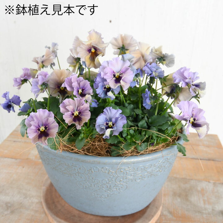 biora様 （楽天市場】ビオラ レディ 【2024年入荷分は完売しました  