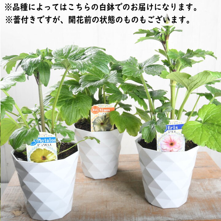 楽天市場】ラナンキュラス ラックス 5号鉢 アウラ エリス ティーバ 