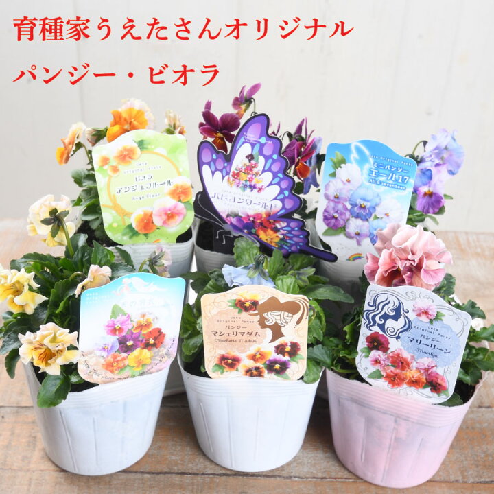 園芸ネット本店｜うえたコレクションパンジー：天の羽衣（あまのはごろも）3.5号ポット6株セット の通販【公式】 【初売りSALE】パンジー天の羽衣のミニ籠寄せ植え