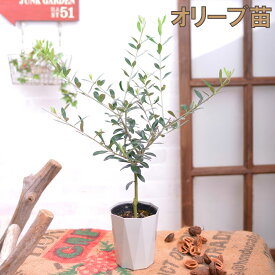 1000円ポッキリ オリーブの木 庭木 3.5号 苗木 鉢植え 販売 観葉植物 おしゃれな 樹木 洋風の家に合う