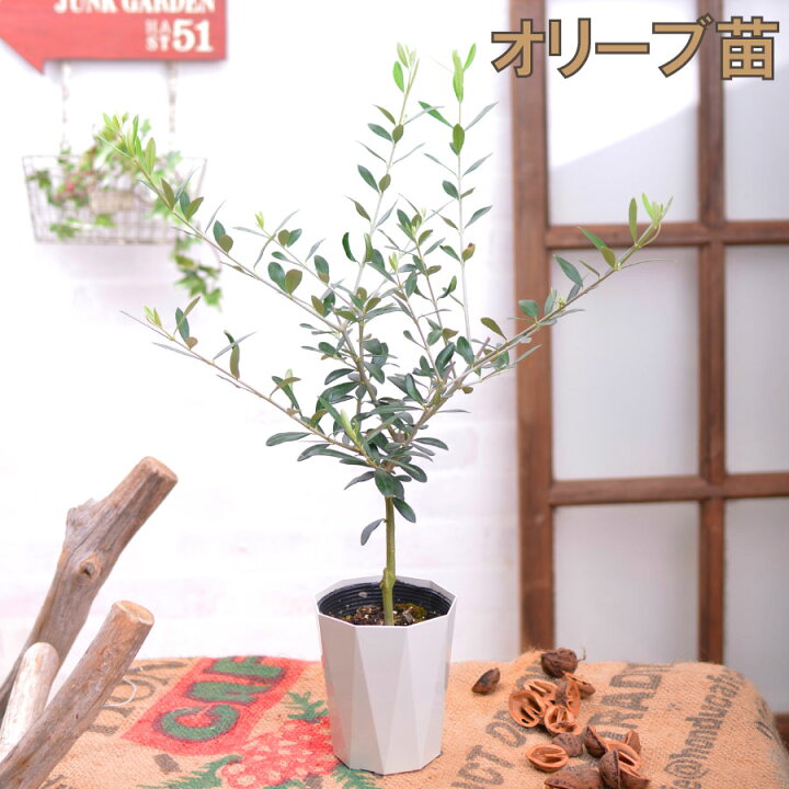 楽天市場 オリーブの木 庭木 3 5号 苗木 鉢植え 販売 観葉植物 おしゃれな 樹木 洋風の家に合う Fleur Town 吉本花城園