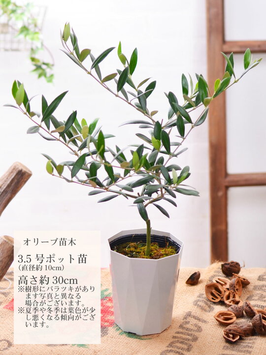 春の新作シューズ満載 観葉植物 果樹苗 オリーブの木 ルッカ ３ ５号 １鉢 家庭菜園 Riosmauricio Com