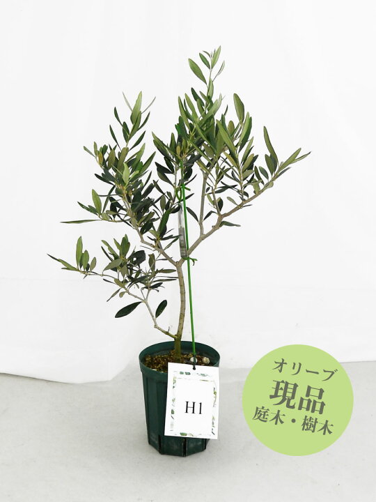 楽天市場】【現品】 オリーブの木 苗木 品種 ハーディーズマンモス 