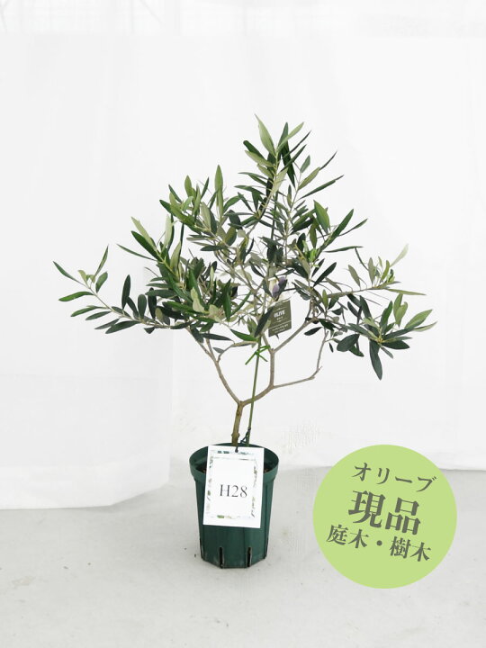 楽天市場】【現品】 オリーブの木 苗木 品種 ハーディーズマンモス 