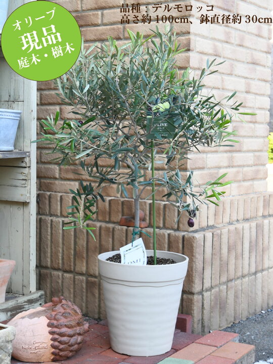 楽天市場】【現品】 オリーブの木 特大株 10号鉢 苗木 品種 鉢植え 