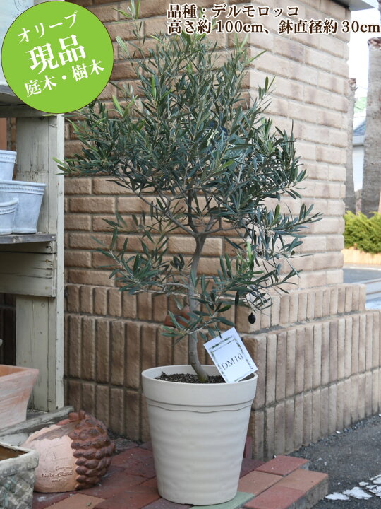 楽天市場】【現品】 オリーブの木 特大株 10号鉢 苗木 品種 鉢植え 
