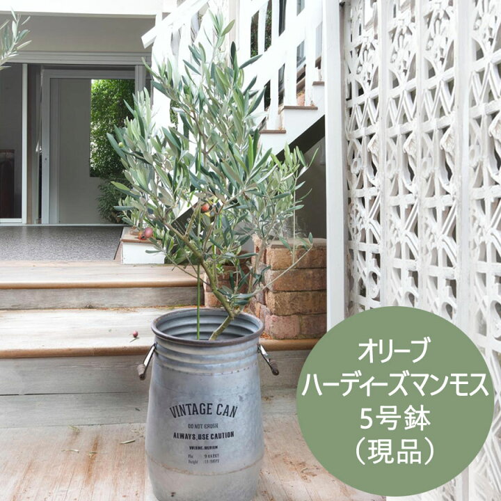 楽天市場】【現品】 オリーブの木 苗木 品種 ハーディーズマンモス 