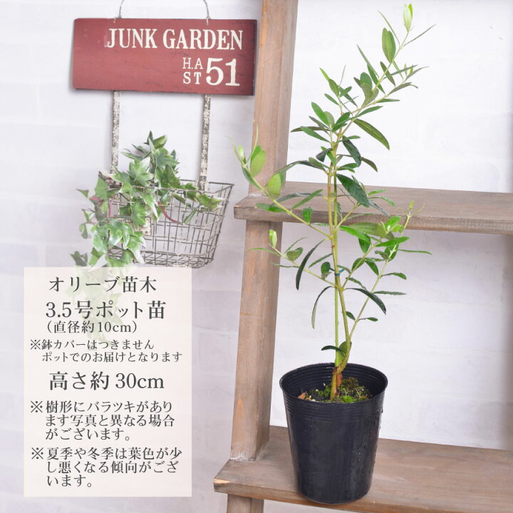 楽天市場】オリーブの木 庭木 3.5号 苗木 鉢植え 販売 観葉植物 