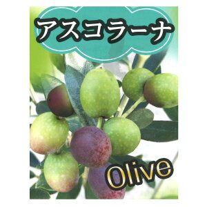 I[u̖  3.5 c A ̔ ϗtA   m̉Ƃɍ