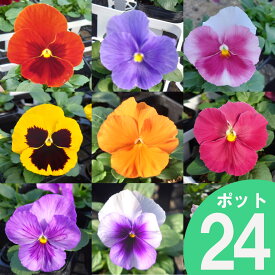 パンジー 花苗 24ポット セット 3号 ポット苗　6品種以上おまかせミックス【ご予約品 11月中旬下旬以降のお届け】