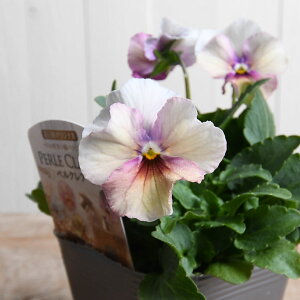 pW[ yNA y2025N10ׁz ԓa IWi  rI ԕc 񂹐A pW[