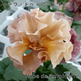 ローブドゥアントワネット 【11月下旬再入荷予定】 サトウ園芸 10.5cm 硬質ポット苗 フリルパンジー ビオラ