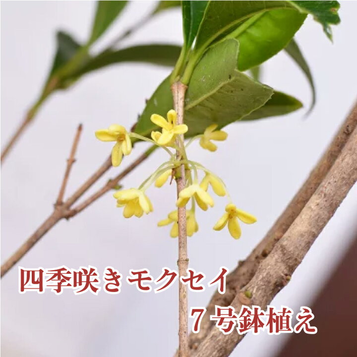 楽天市場 四季咲きモクセイ 苗木 7号 鉢植え 白花 キンモクセイ きんもくせい金木犀 植木 庭木 Fleur Town 吉本花城園