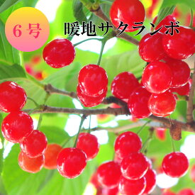 実付 見込み品 大株 高さ約80cm 暖地サクランボの木 6号鉢 苗木 鉢植え 庭木 販売 果樹 おしゃれな 樹木 家庭菜園 記念樹 誕生日 卒業 卒園