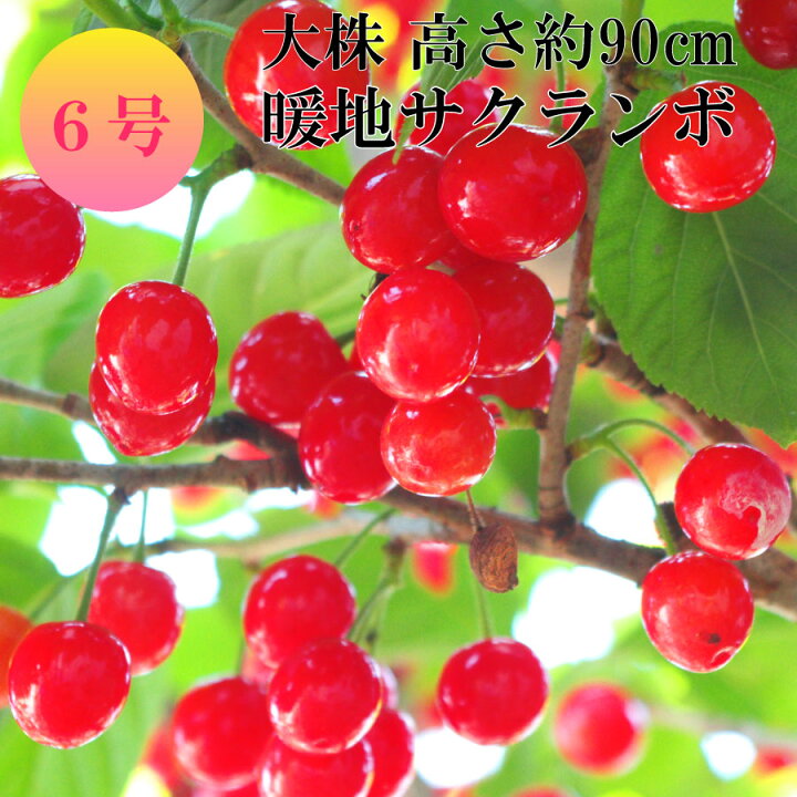 楽天市場 実付 見込み品 大株 高さ90cm 暖地サクランボの木 6号鉢 苗木 鉢植え 庭木 販売 果樹 おしゃれな 樹木 家庭菜園 記念樹 誕生日 卒業 卒園 Fleur Town 吉本花城園
