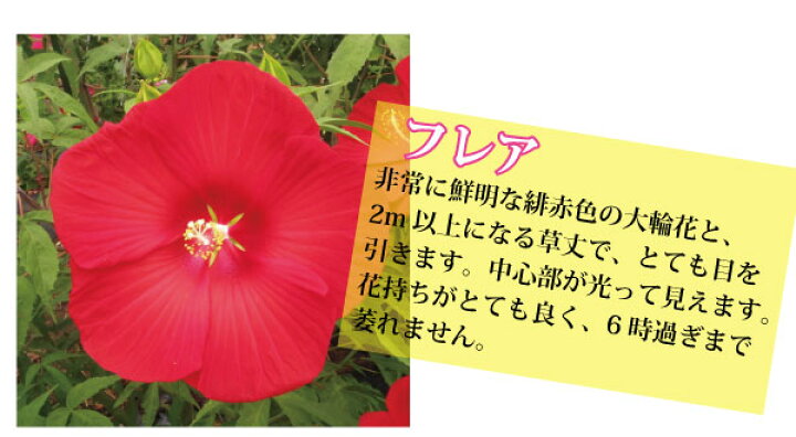 楽天市場 タイタンビカス 3 5号ポット 宿根性 ハイビスカス 苗 巨大 大輪 庭植えで 冬越しできる 大型 キッズ Fleur Town 吉本花城園 楽天市場 タイタンビカス 3 5号ポット 宿根性 ハイビスカス 苗 巨大 大輪 庭植えで 冬越しできる 大型 キッズ Fleur Town 吉本花城園