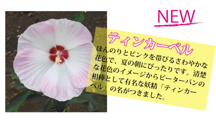 楽天市場 タイタンビカス 3 5号ポット 宿根性 ハイビスカス 苗 巨大 大輪 庭植えで 冬越しできる 大型 キッズ Fleur Town 吉本花城園 楽天市場 タイタンビカス 3 5号ポット 宿根性 ハイビスカス 苗 巨大 大輪 庭植えで 冬越しできる 大型 キッズ Fleur Town 吉本花城園