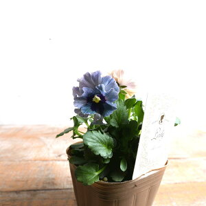 rI fB y1220̔z { ΐ쉀| AeB[N  lC 󏭃rI ԕc