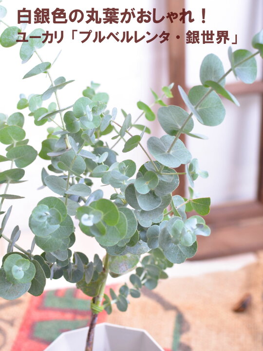 第一ネット ユーカリ 銀世界 5号 庭木 植木 シンボルツリー