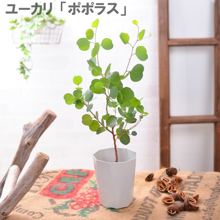 楽天市場 ユーカリ 苗木 庭木 品種選べる ポポラス ポリアンセモス アニーゲラ プルベルレンタ 銀世界 グニー 3号ポット苗 シンボルツリー 観葉植物 ドライフラワー ハーバリウムの材料にも Fleur Town 吉本花城園