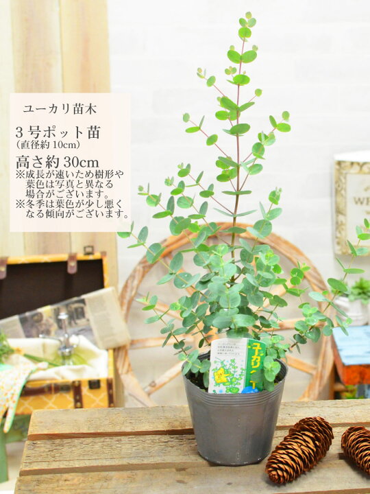 楽天市場 ユーカリ 苗木 庭木 品種選べる ポポラス ポリアンセモス アニーゲラ プルベルレンタ 銀世界 グニー 3号ポット苗 シンボルツリー 観葉植物 ドライフラワー ハーバリウムの材料にも Fleur Town 吉本花城園