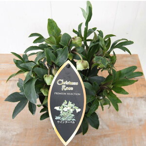 NX}X[Y EB^[x 5 JԊ Ԃ WfBJ Ԓd A