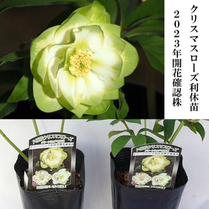 楽天市場】クリスマスローズ 利休系苗 【予約品 11月中旬から順次発送 