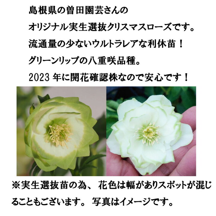 楽天市場】クリスマスローズ 利休系苗 グリーンリップ 曽田園芸 開花 