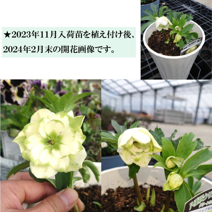 楽天市場】クリスマスローズ 利休系苗 グリーンリップ 曽田園芸 開花 