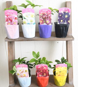 NX}X[Y d炫 _u炫 i[Z[ ܂ 3FZbg GJԌ ԕc Ԓd