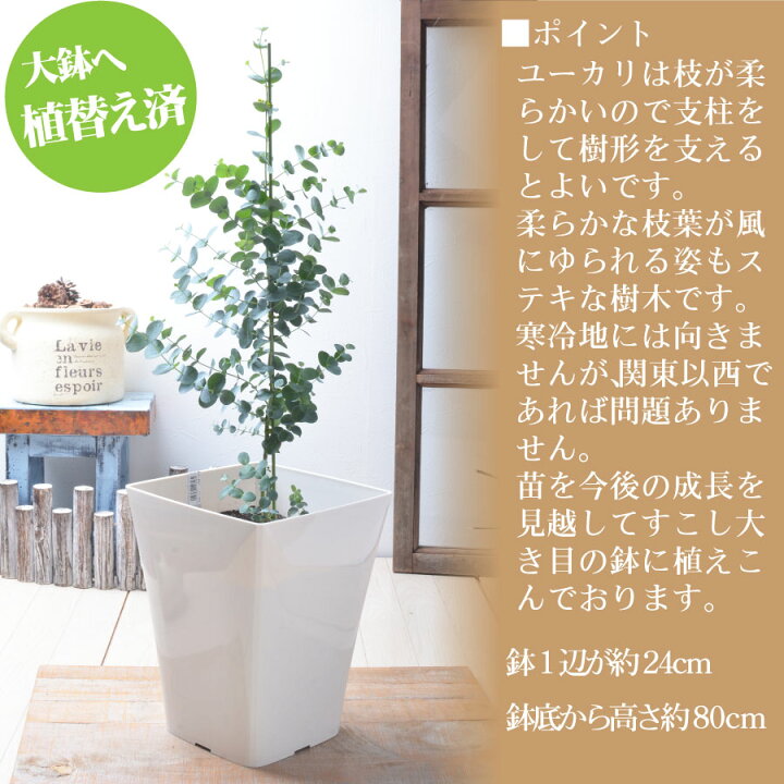 楽天市場 ユーカリの木 グニー 大鉢へ植え替え済品 苗木 庭木 Fleur Town 吉本花城園 楽天市場 ユーカリの木 グニー 大鉢へ植え替え済品 苗木 庭木 Fleur Town 吉本花城園