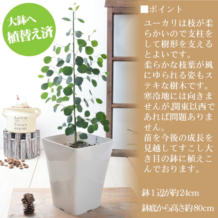 楽天市場 ユーカリの木 ポポラス 大鉢へ植え替え済品 苗木 庭木 Fleur Town 吉本花城園 楽天市場 ユーカリの木 ポポラス 大鉢へ植え替え済品 苗木 庭木 Fleur Town 吉本花城園