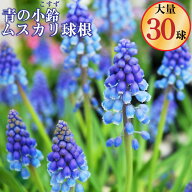 ムスカリ 球根 アルメニアカム 大量 30球セット 育てやすさと可愛さはチューリップ越え 予約品11月上旬以…
