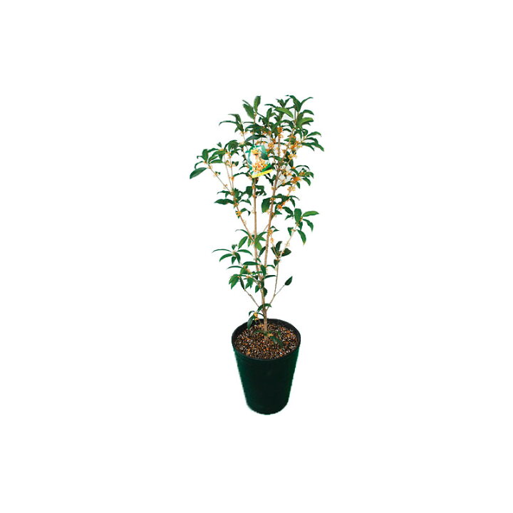 楽天市場 キンモクセイ 苗木７号鉢植え 金木犀 植木 庭木 Fleur Town 吉本花城園