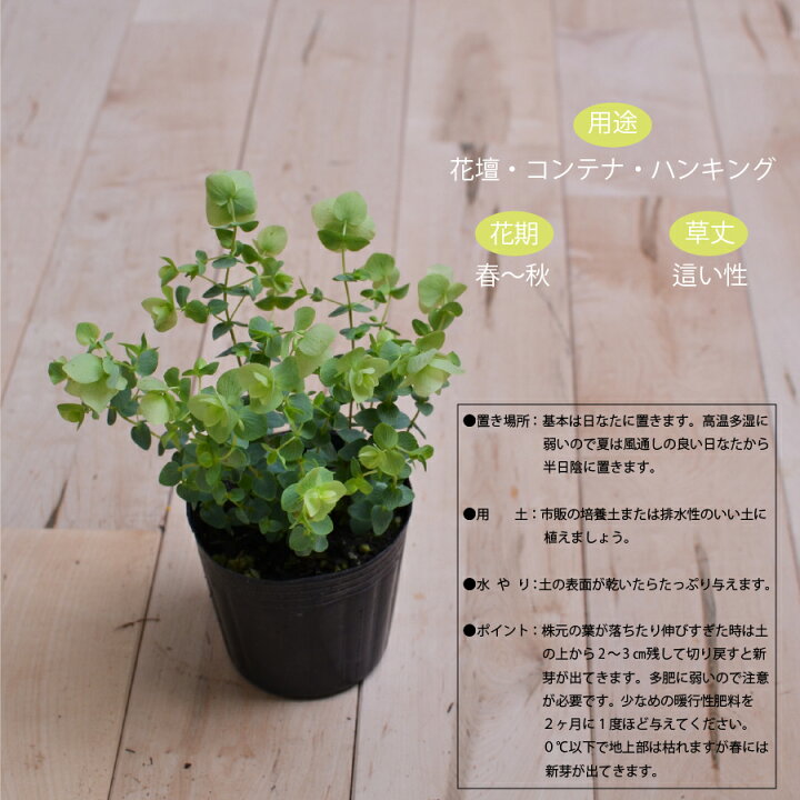 楽天市場 オレガノケントビューティー 3号ポット苗 ハーブ苗 ドライフラワーにもなる ハーバリウムの材料にも 性質上 多少花先が茶色くなっている場合がございます Fleur Town 吉本花城園