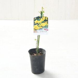 bREo d炫 F  3.5 |bg c gQ o ΂c oc  K[fjO