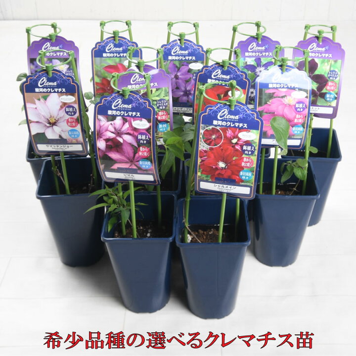 楽天市場】駿河の クレマチス 希少12品種 5号鉢ポット苗 ジゼル 
